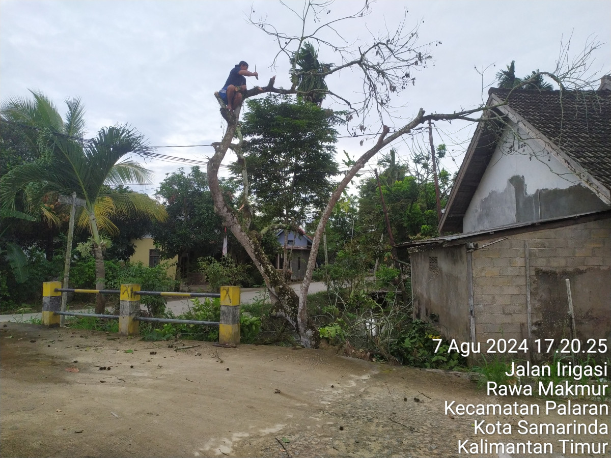Pemangkasan Pohon
