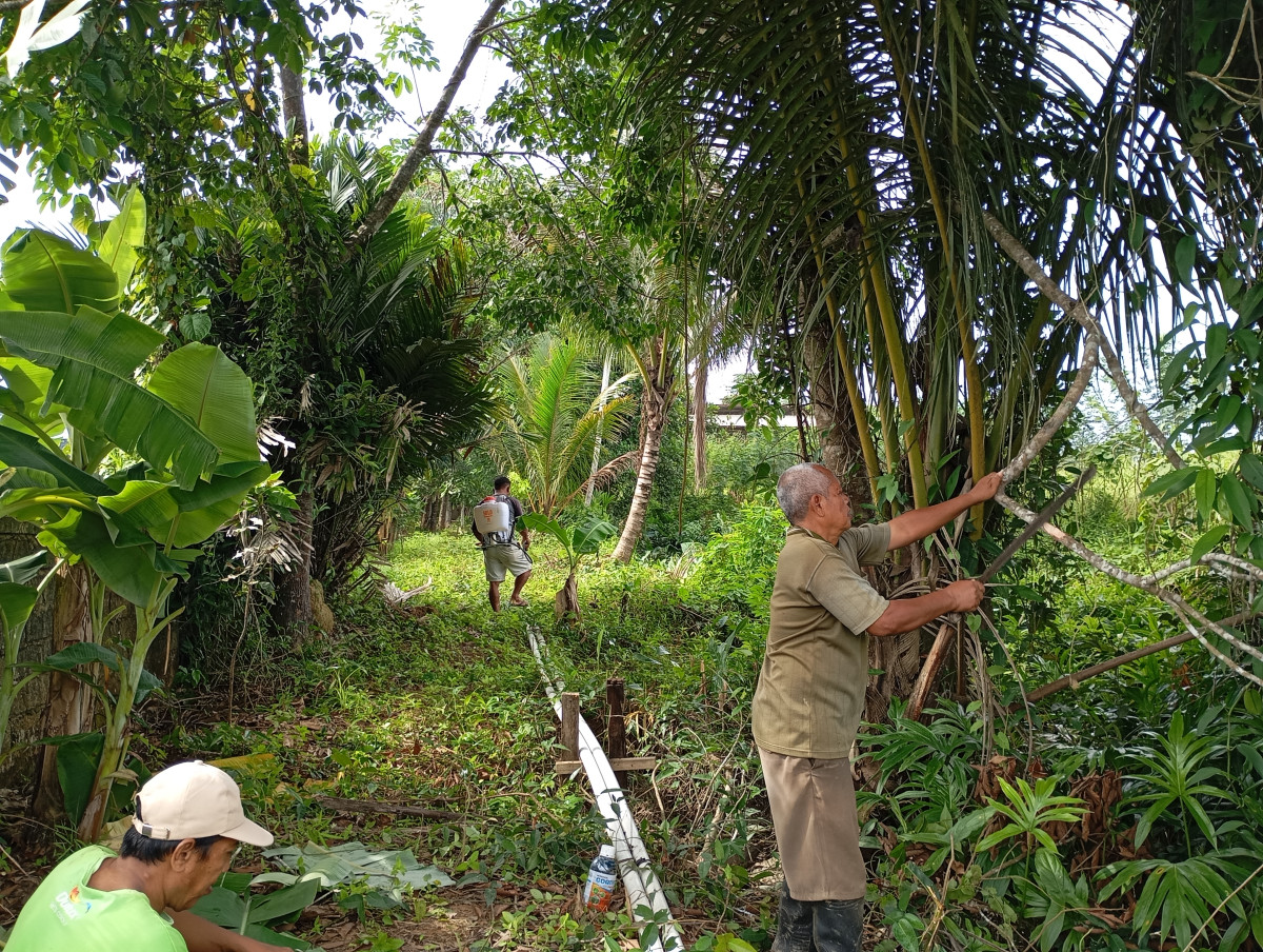 Meratakan batu laterit