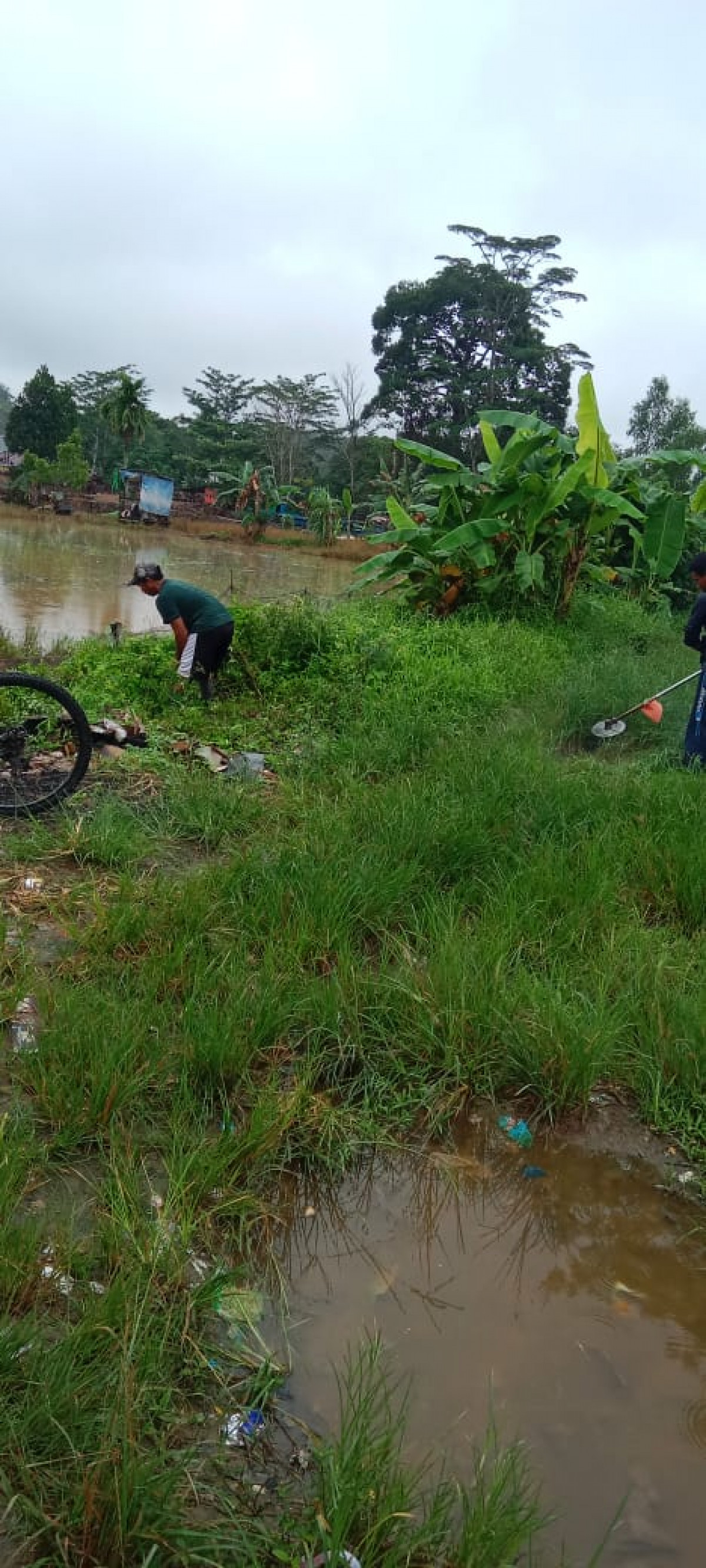 membersihkan rumput