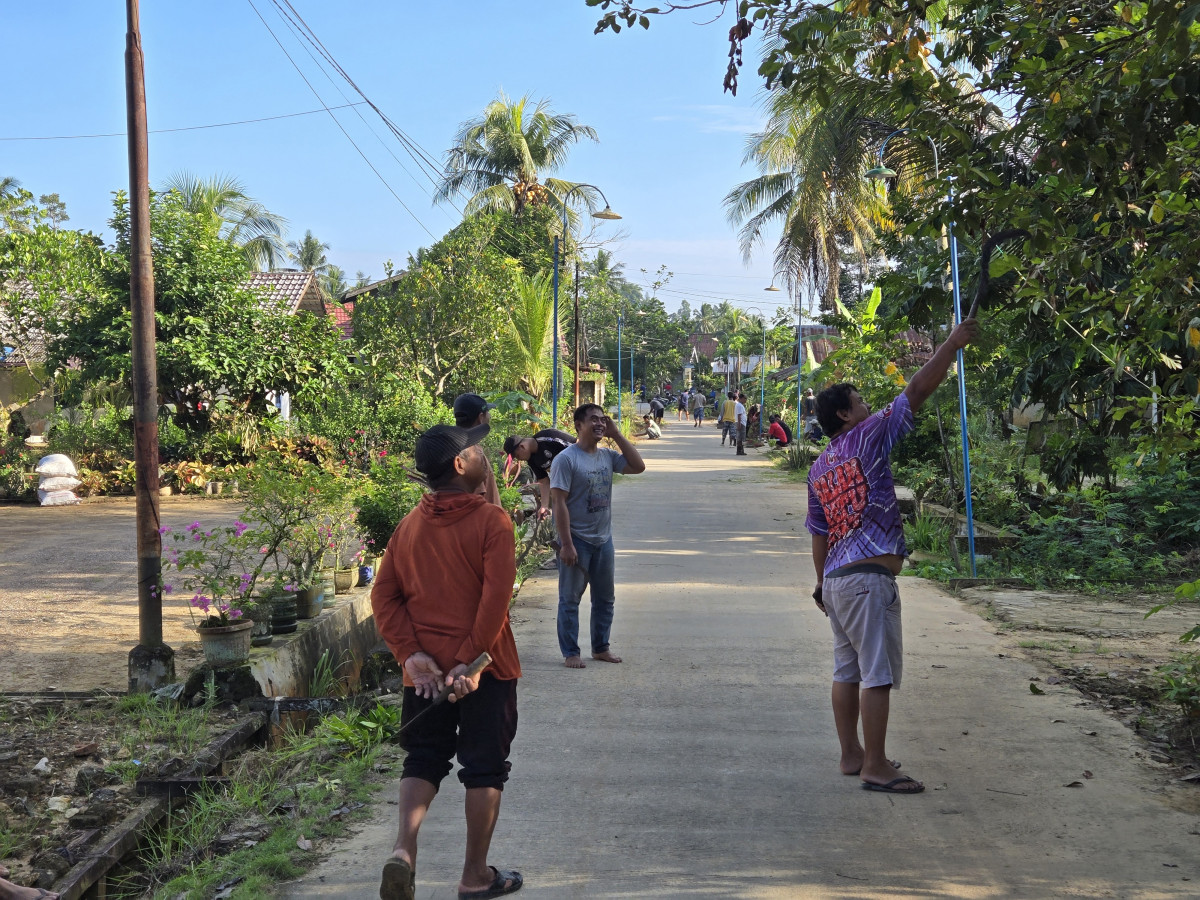 Pemberisahan drenase & penebangan pohon