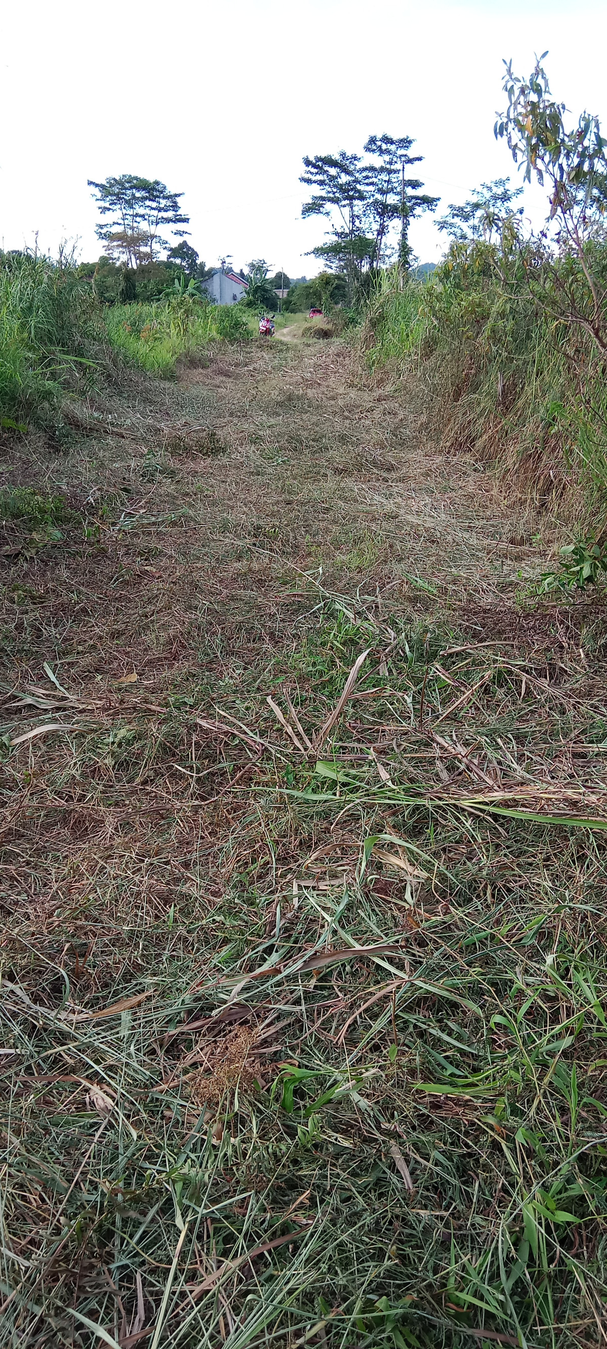 Potong rumput