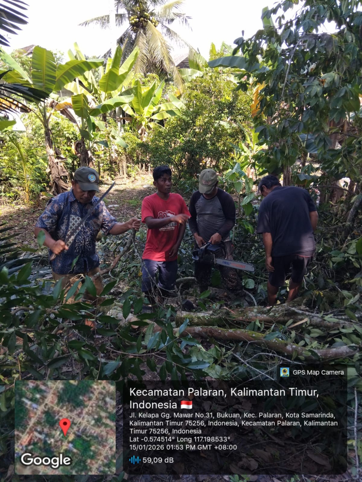 gotong royong menebang pohon warga yg mau rubuh