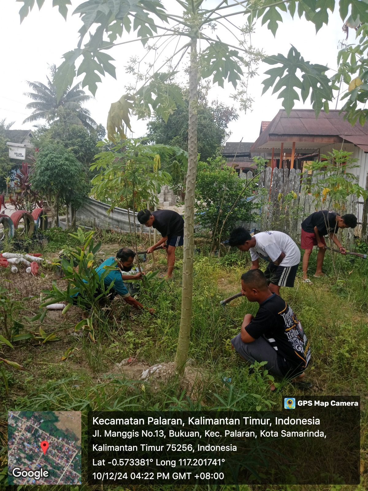 Membersihkan kebun dawis