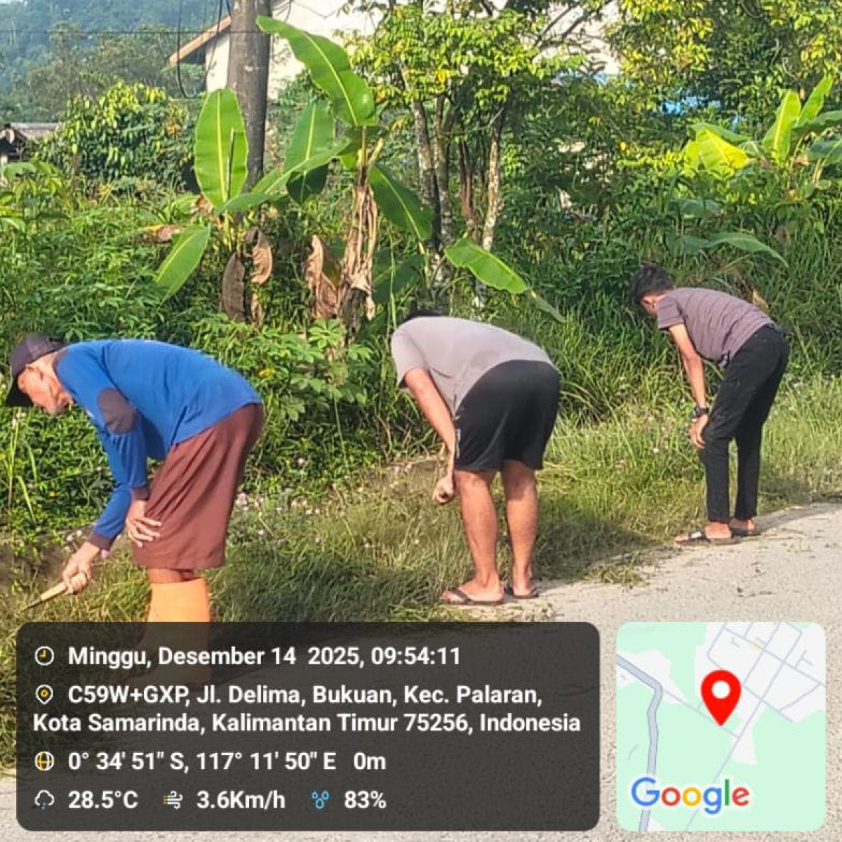 Membersihkan rumput di media jalan delima