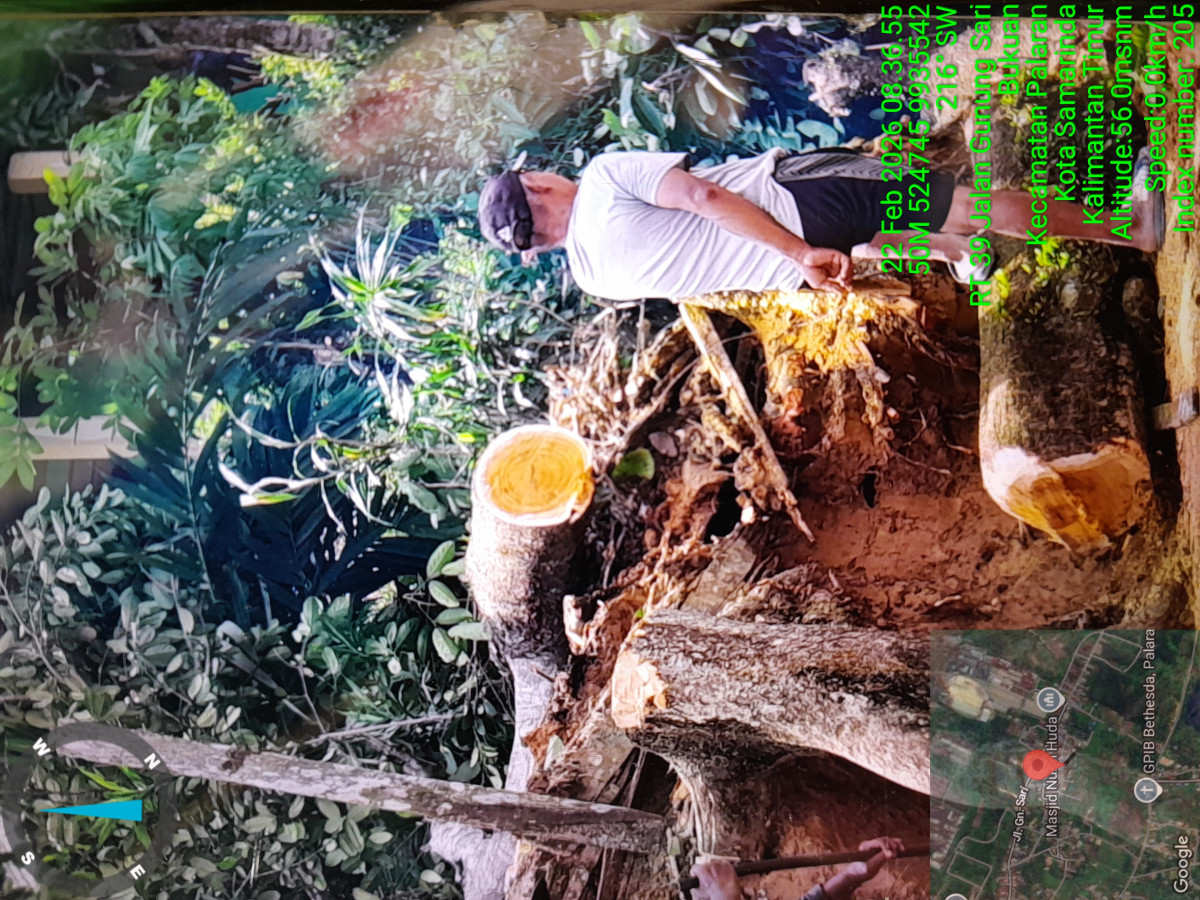 Pemotongan pohon yg dekat rumah warga