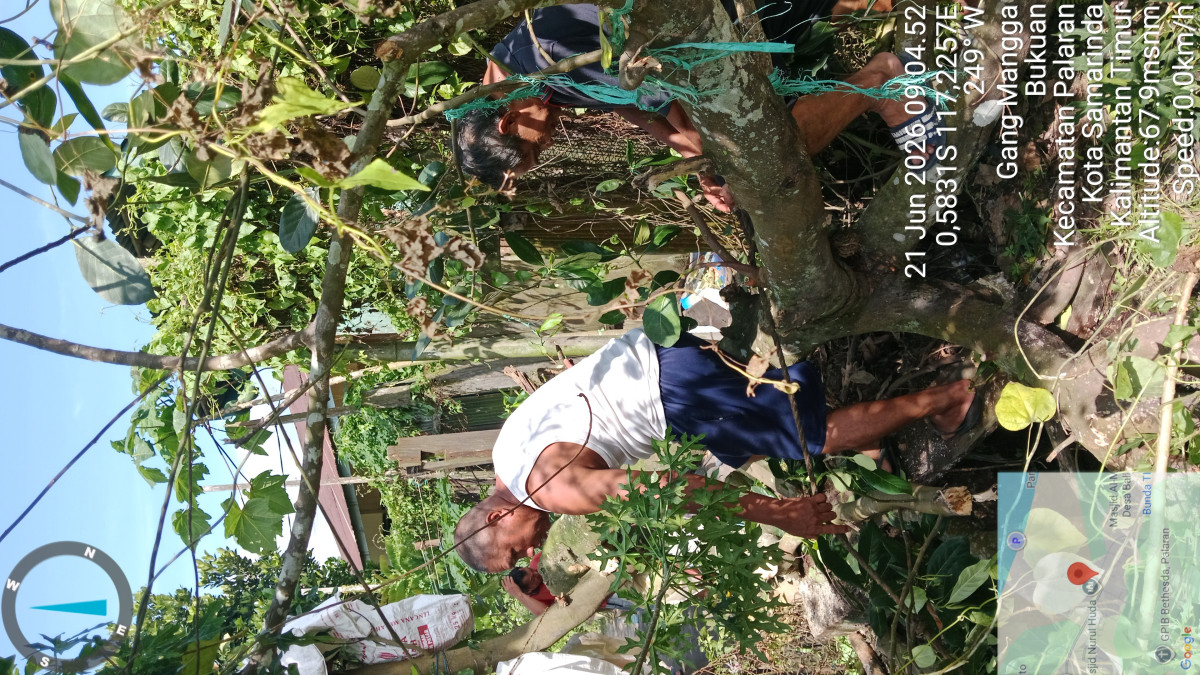 gotong royong menebang pohon yang mau roboh di sekitar rumah warga