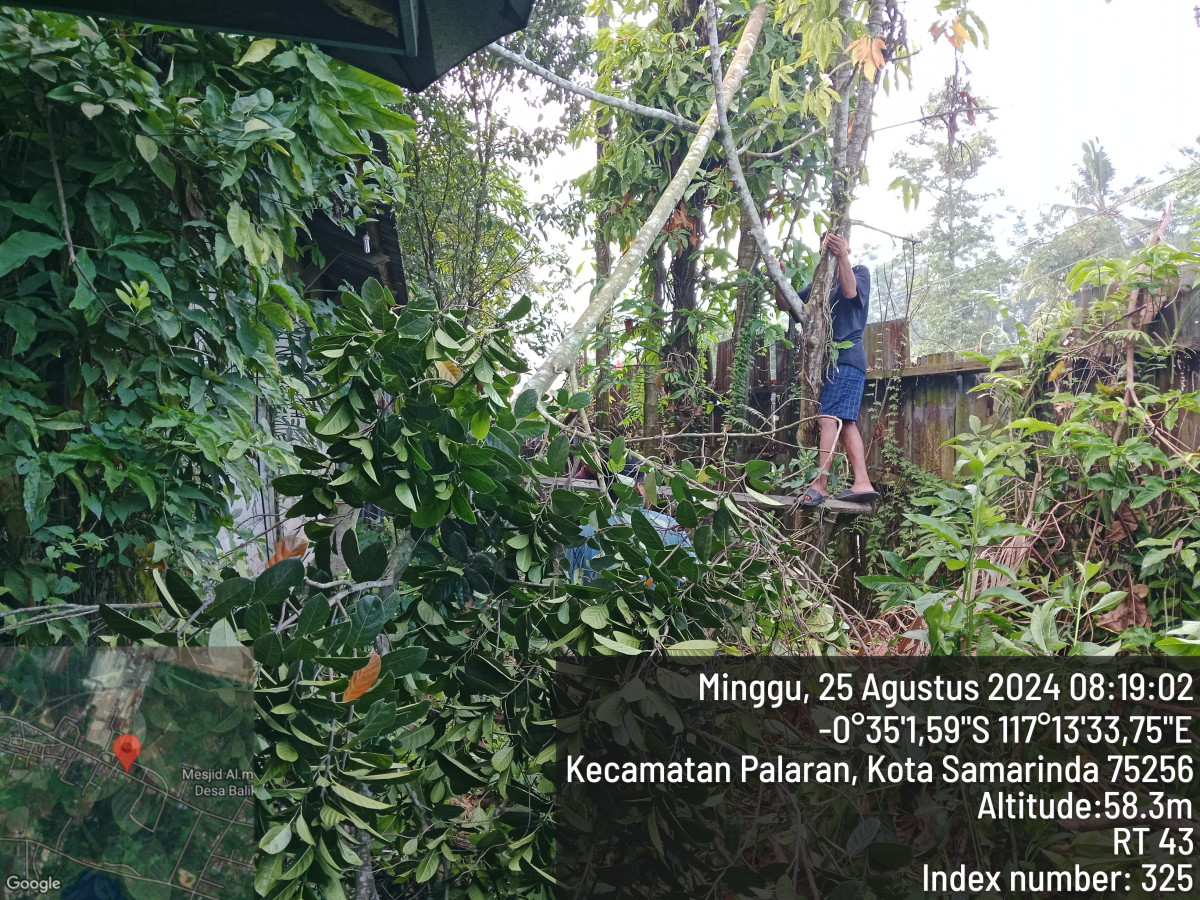 penebangan pohon di area parit jln sulawesi bukuan
