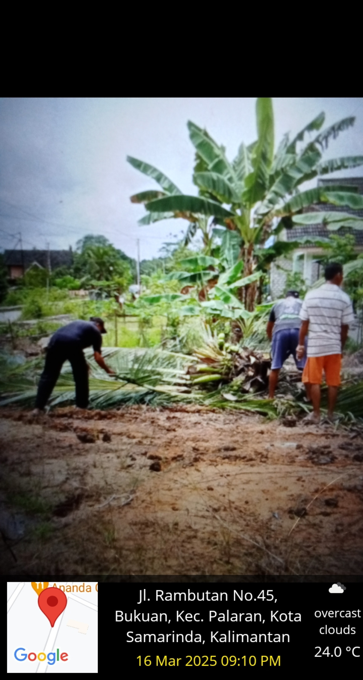 Gotong royong menebang pohon kelapa