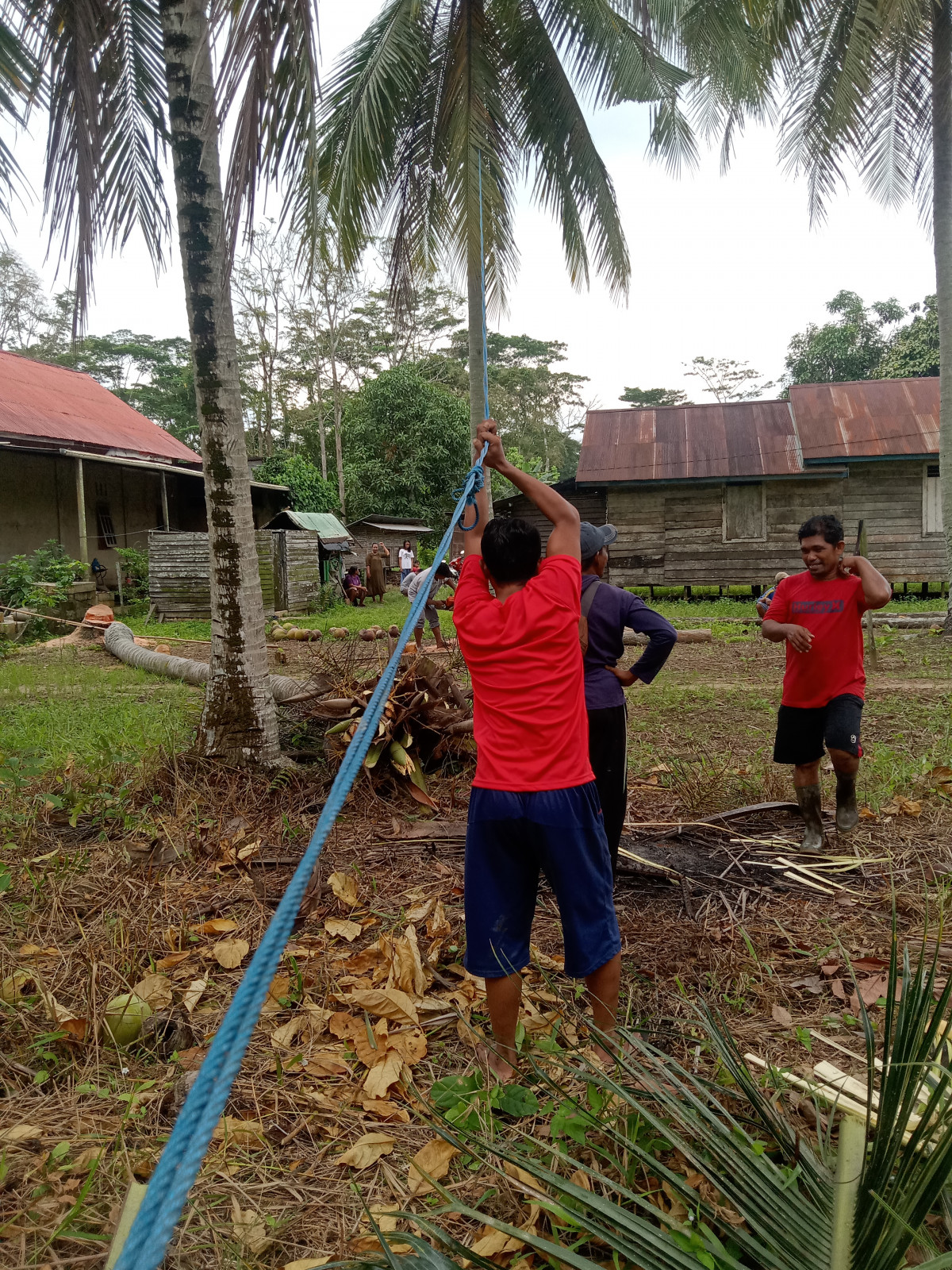 Nebang pohon kelapa