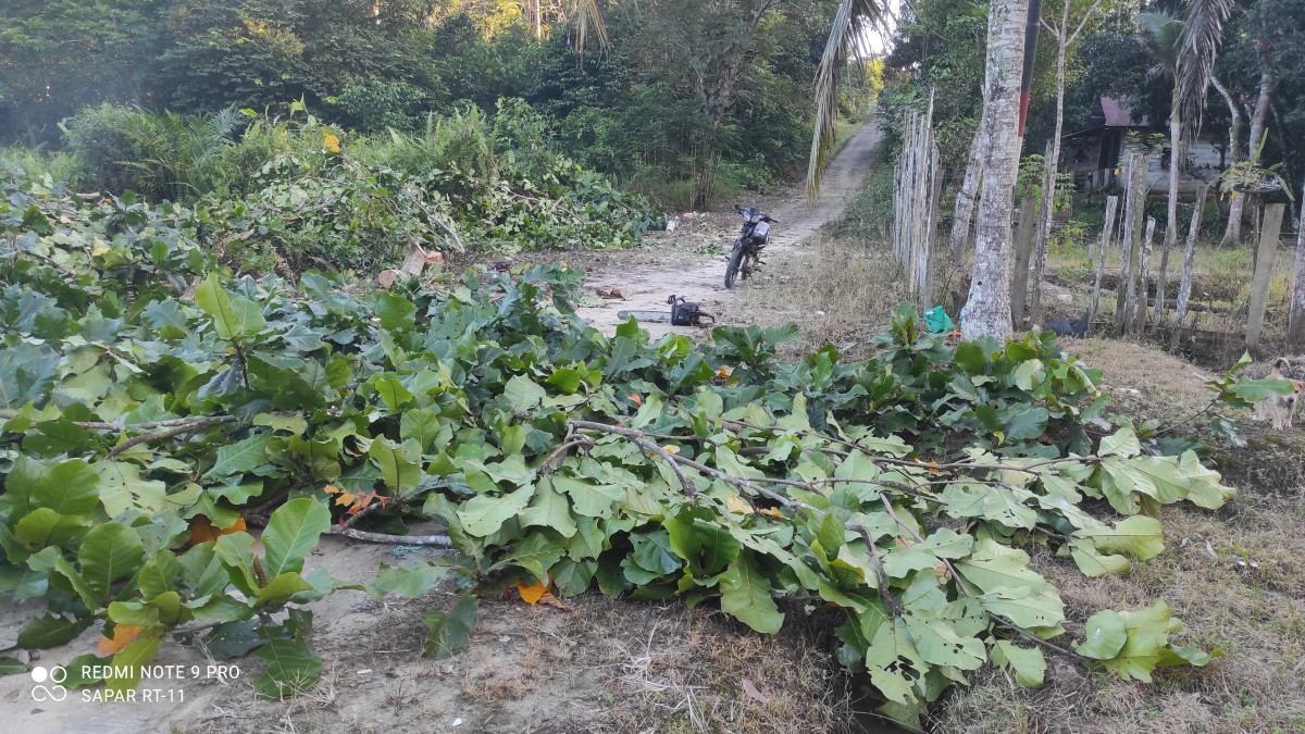 Pemangkasan pohon