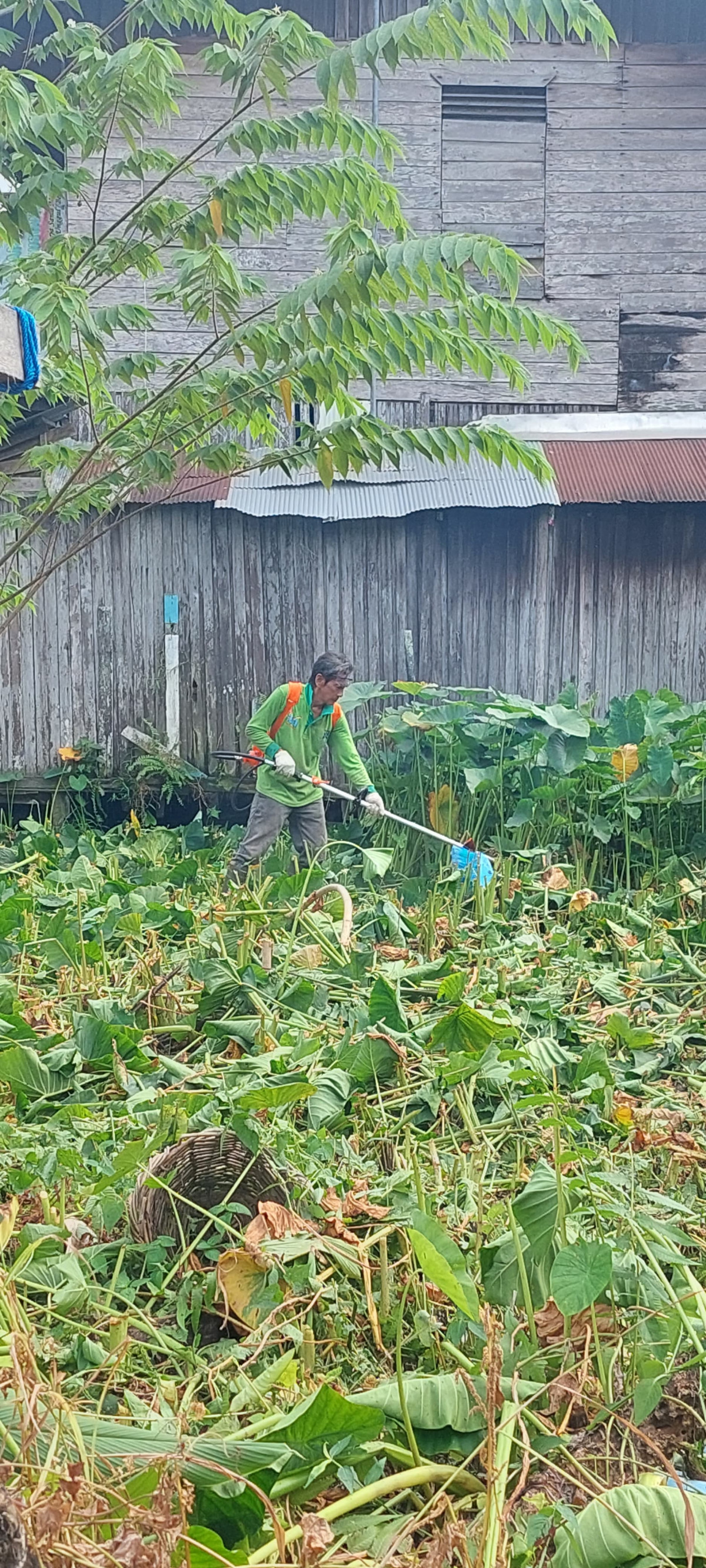 Menebas rumput di tanah kosong di gg 6