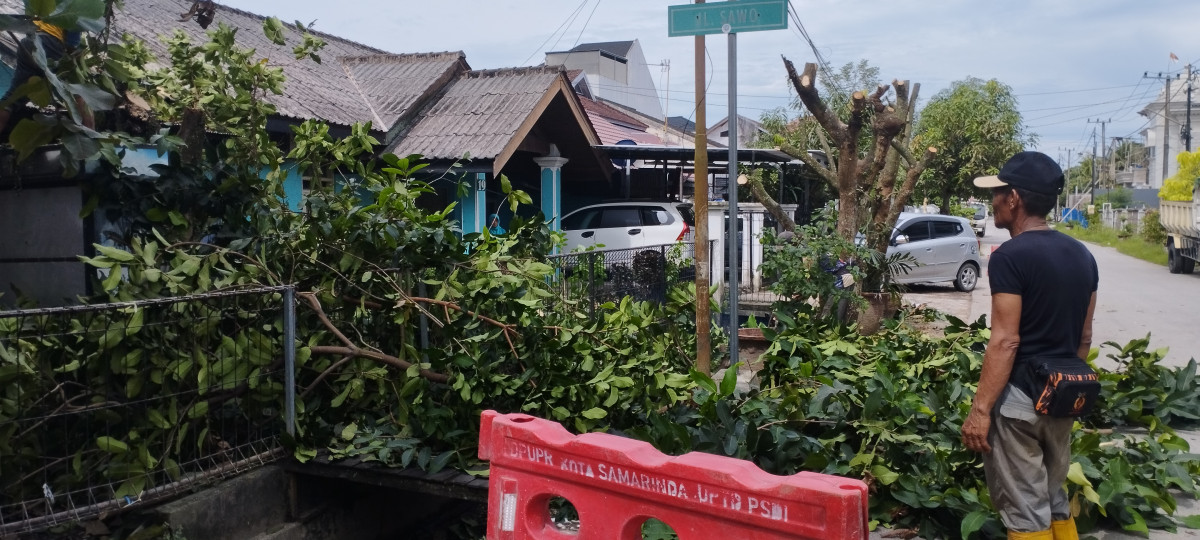 penebangan pohon jaaln sawo
