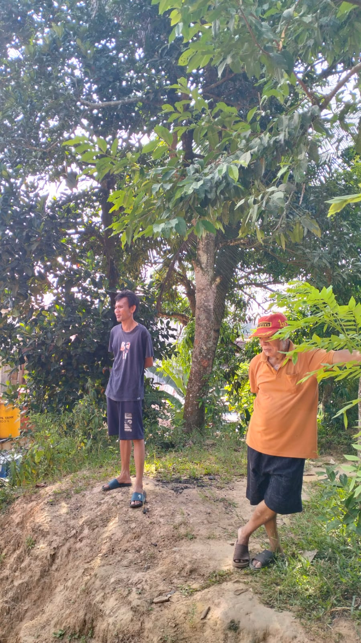 Pemotongan Pohon nangka di belakang rumah warga