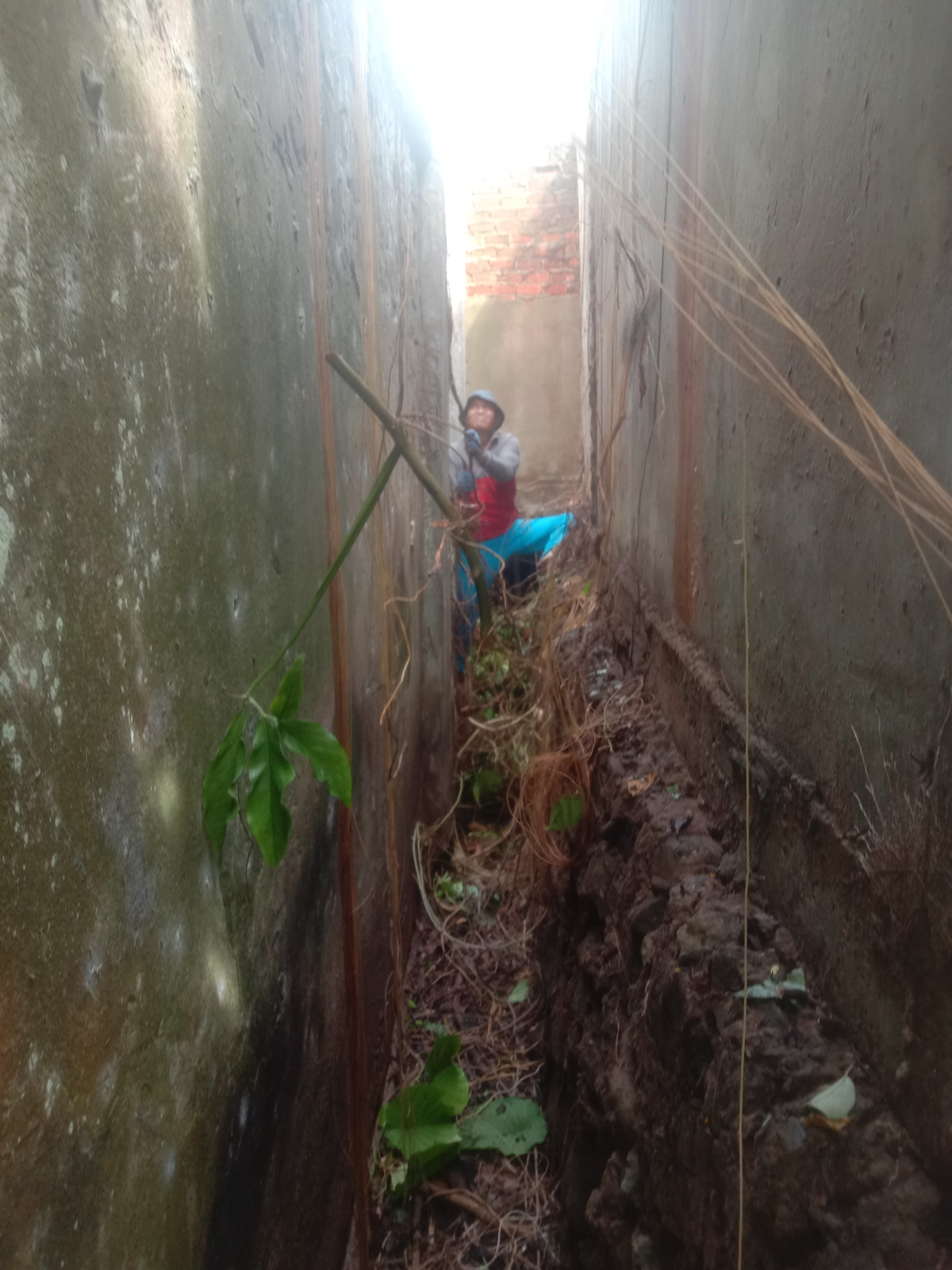 Pembersihan parit dan pemangkasan pohon