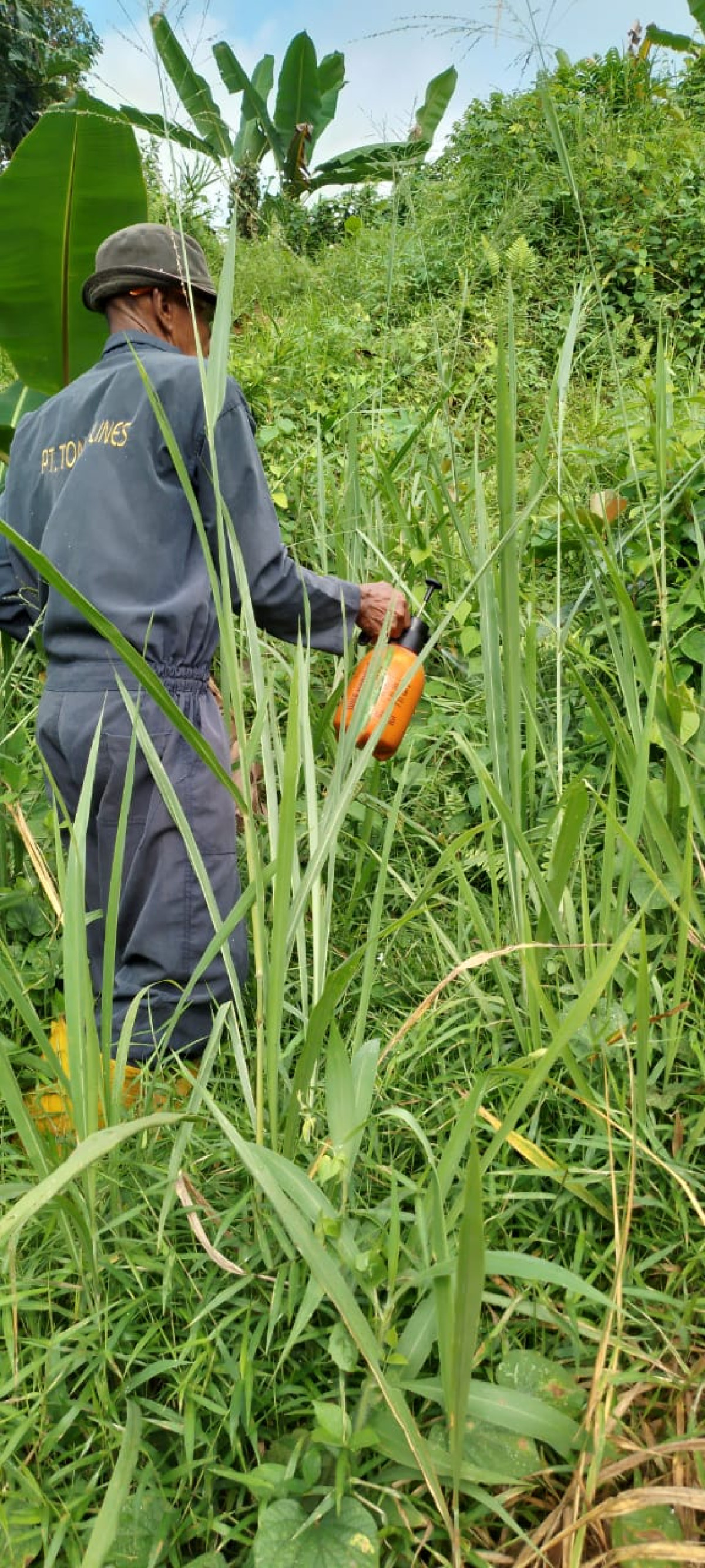Penyemprotan rumput