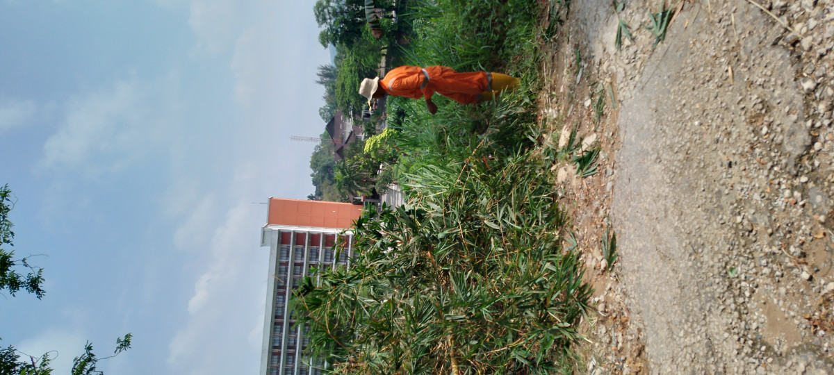 Potong rumput