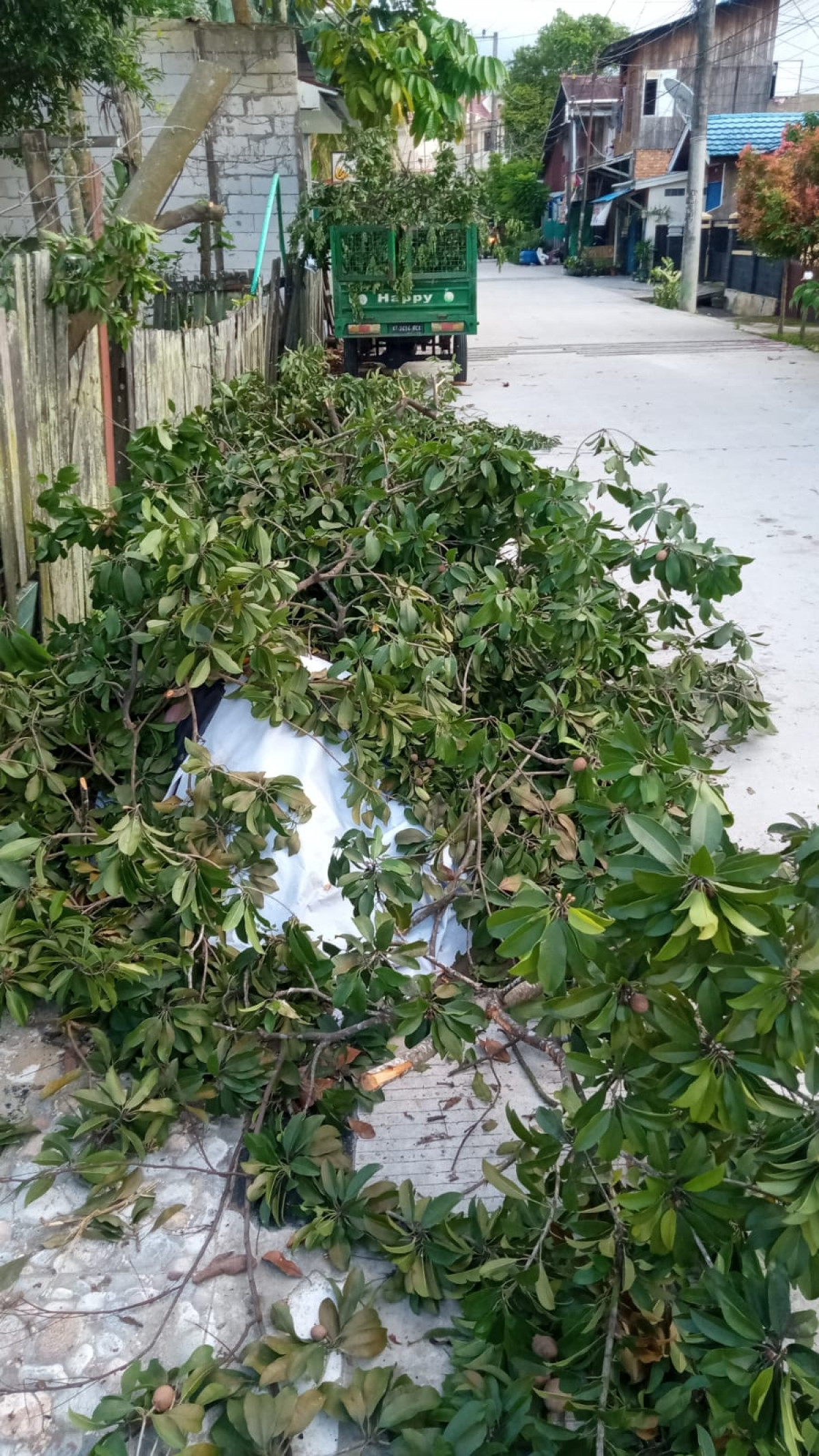 Membersihkan sampah dan memangkas pohon sawo,belimbing