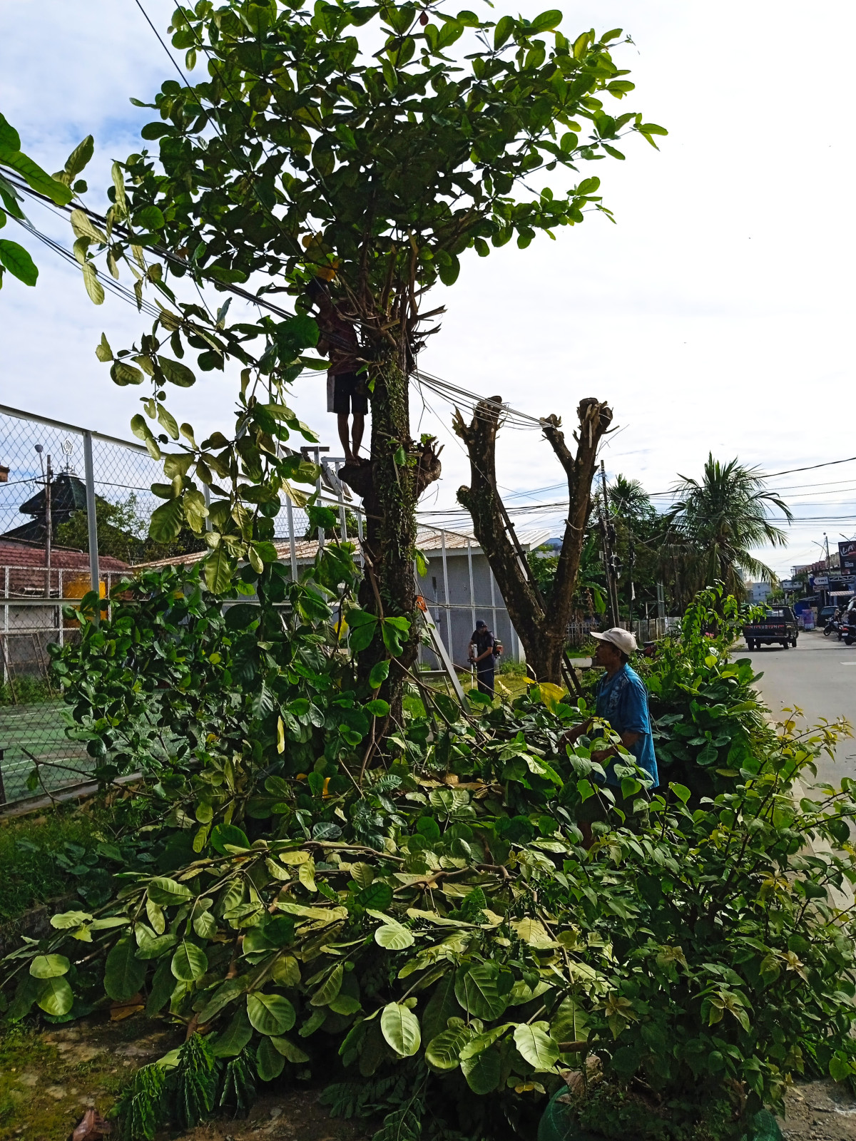 Penebangan pohon didepan lap bulutangkis jln angklung