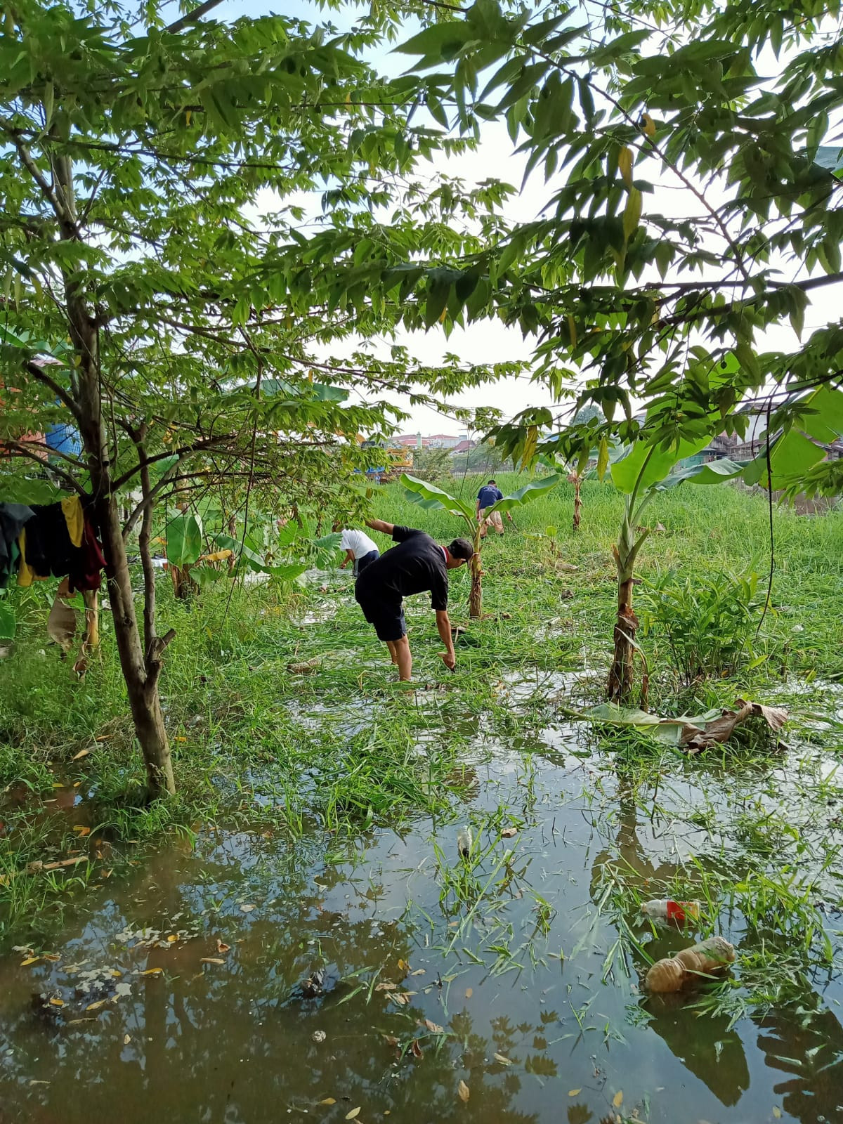 Pembersihan rumput di sekitar area langgar Istiqomah