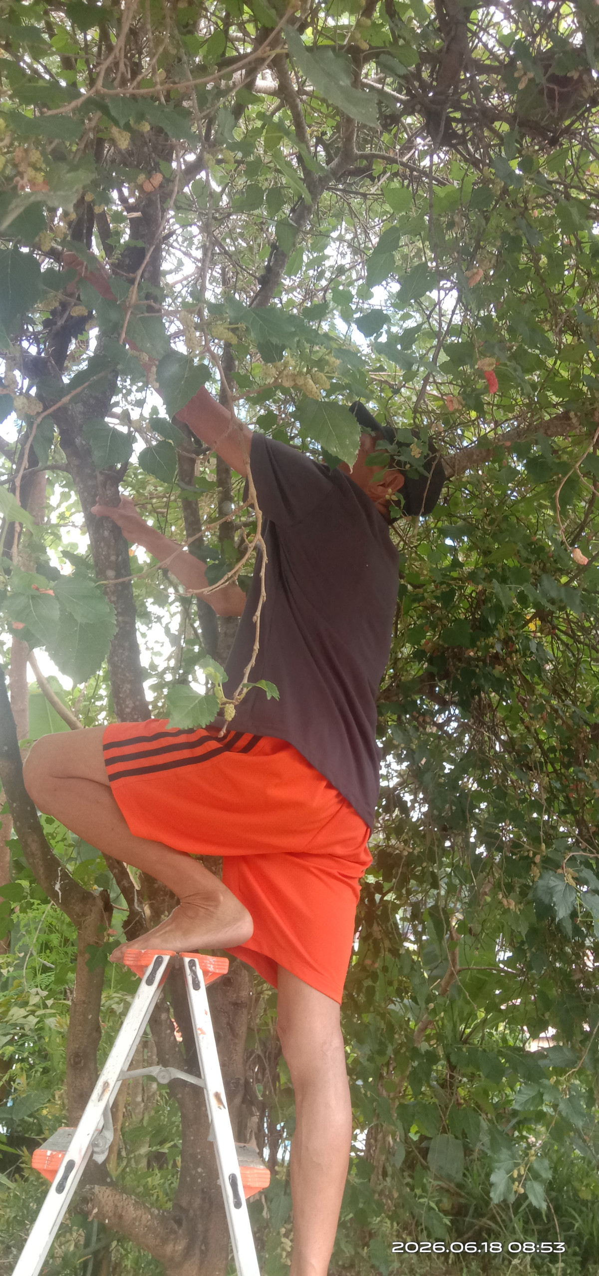 Gotong royong