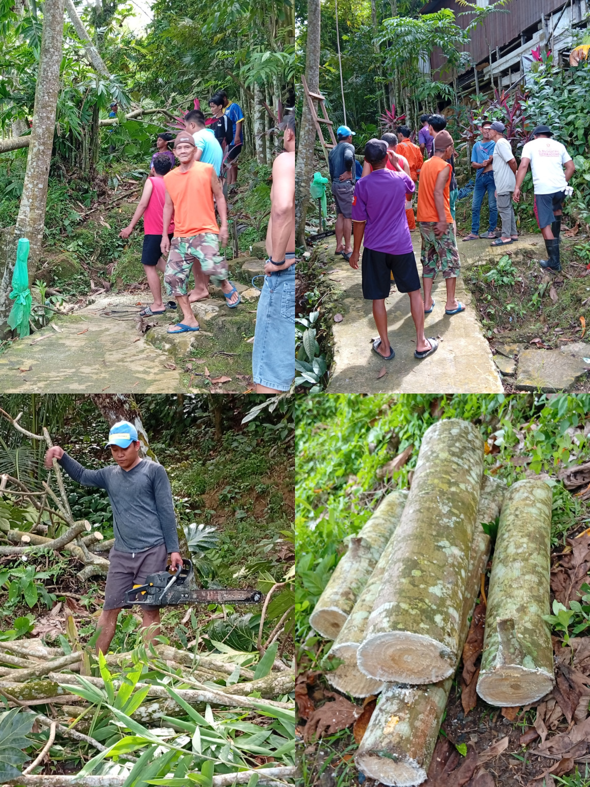 Potong pohon