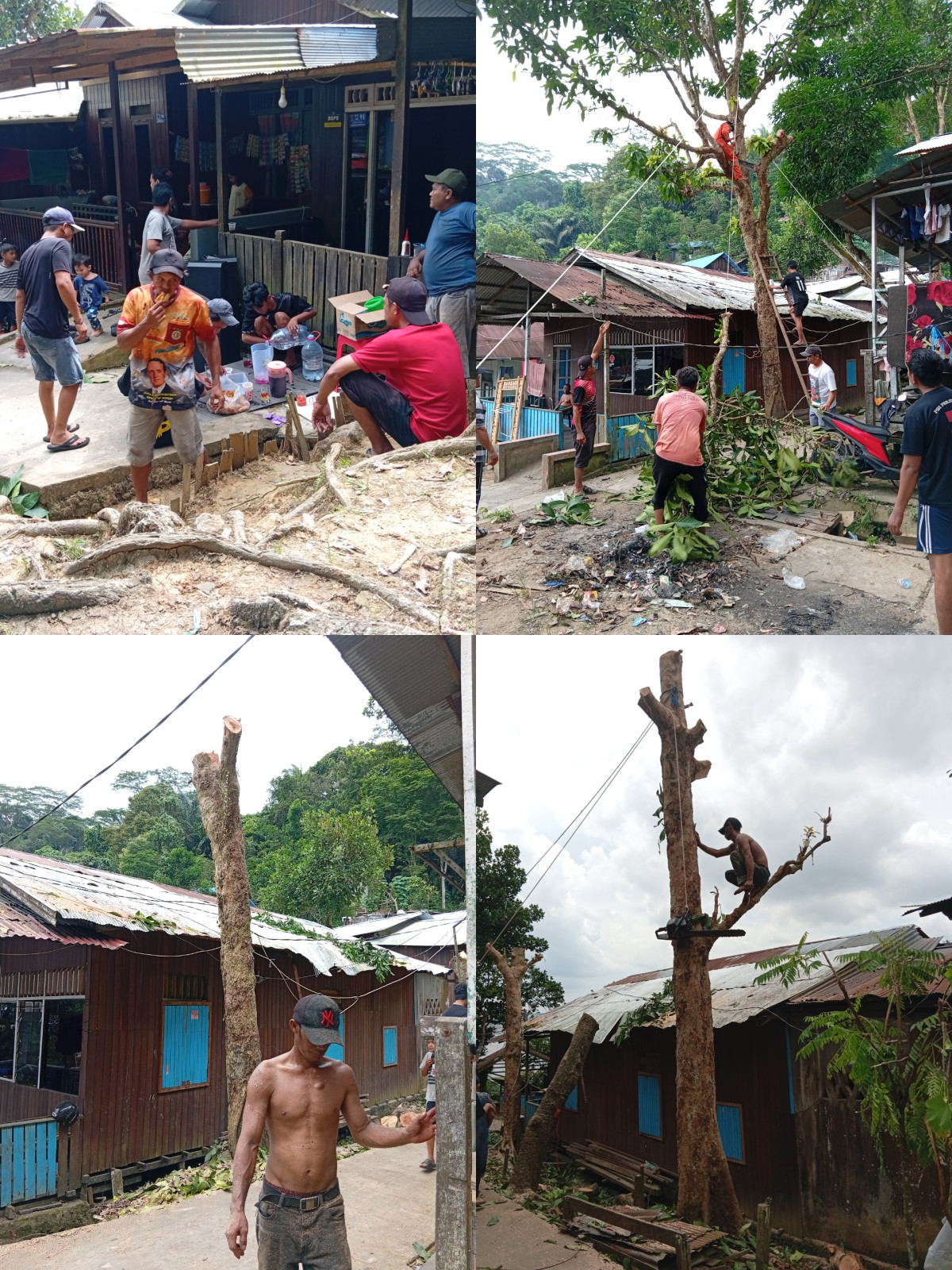 Penebangan/pemangkasan pohon
