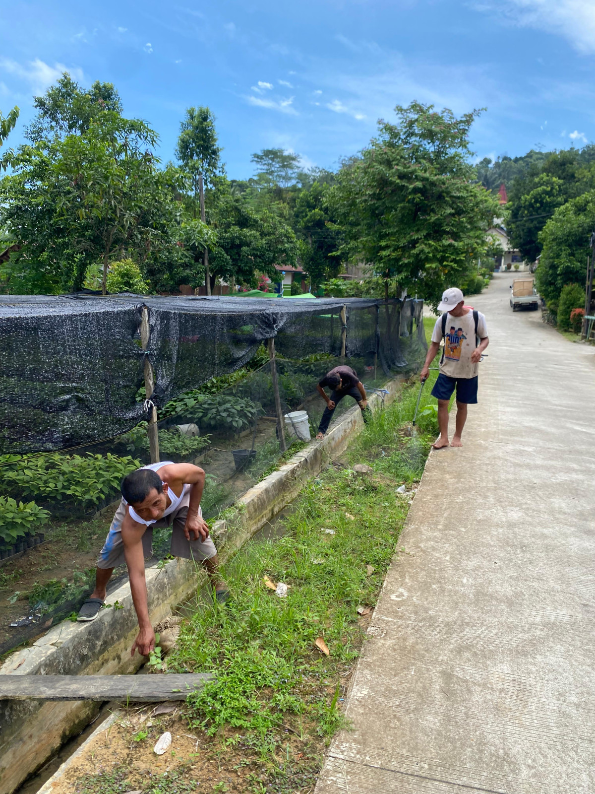 Semprot rumput dan bersihkan paret