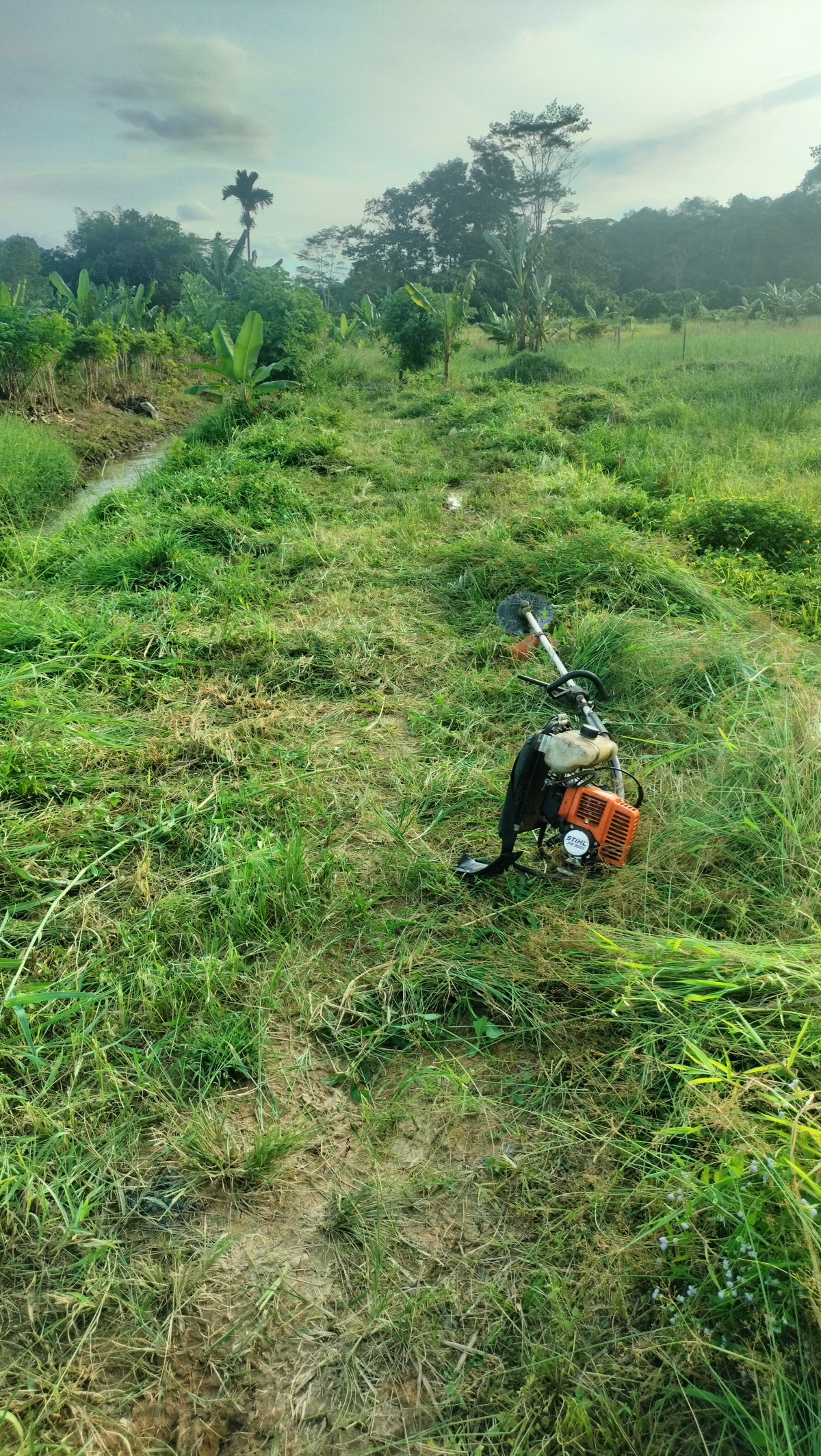 Memotong rumput