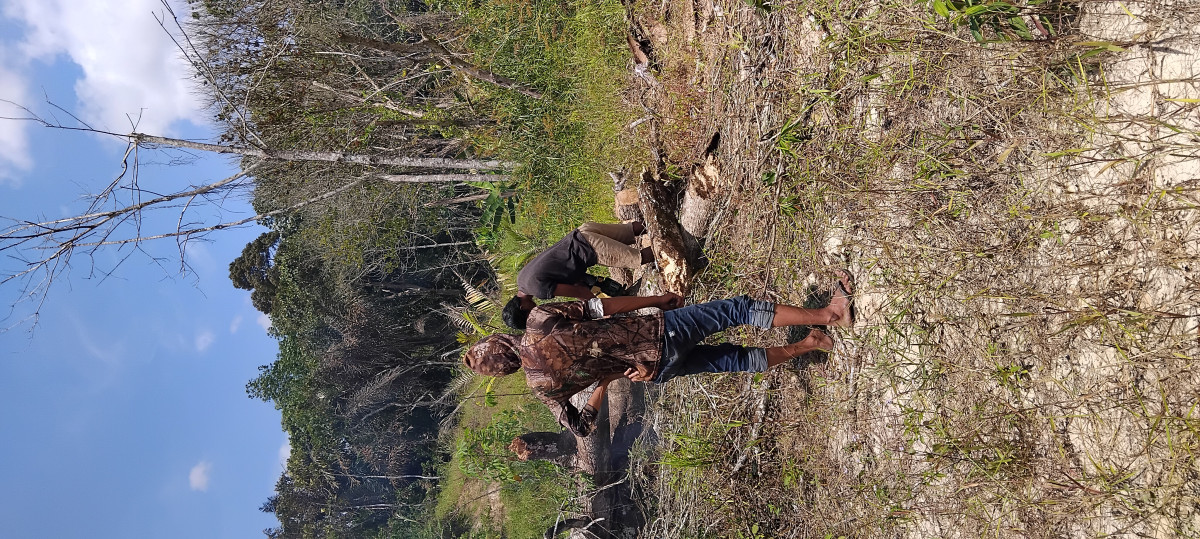 Penebangan kayu kering yg berada di sisi jalan