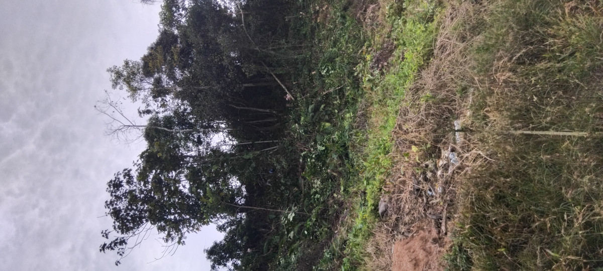 Pembersihan lahan makam dan pondasi pendopo makam