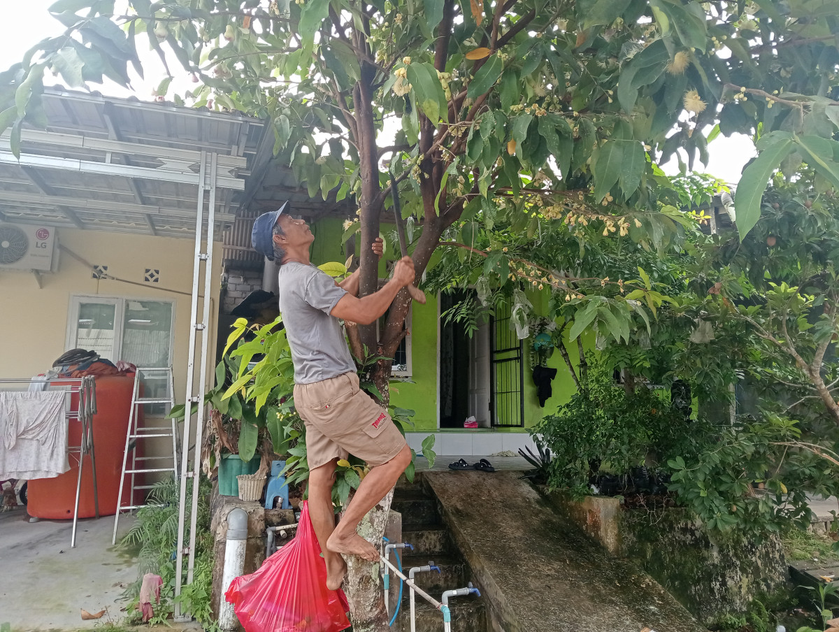 Pembersihan pohon
