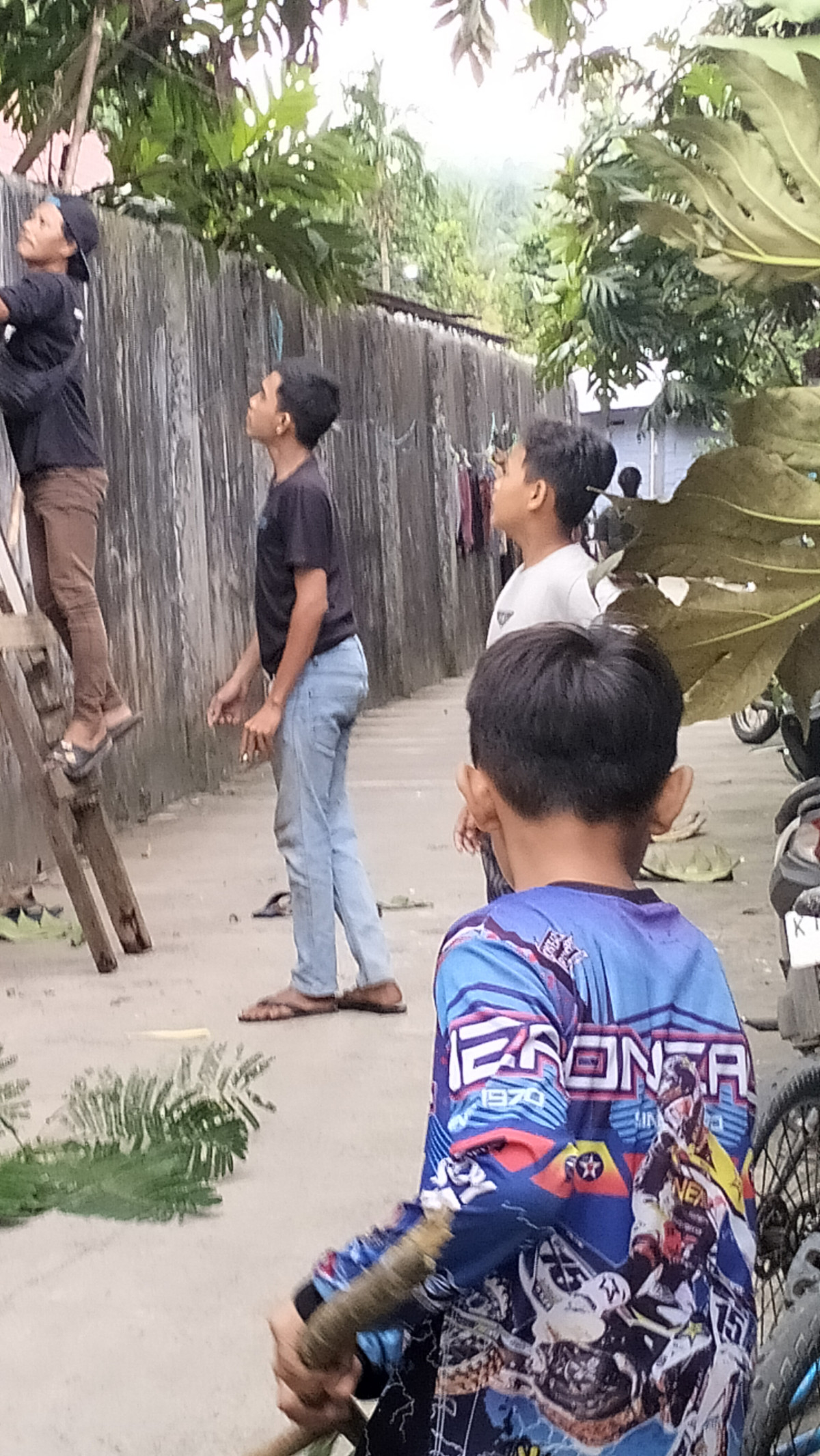 Pemotongan pohon yg rindang