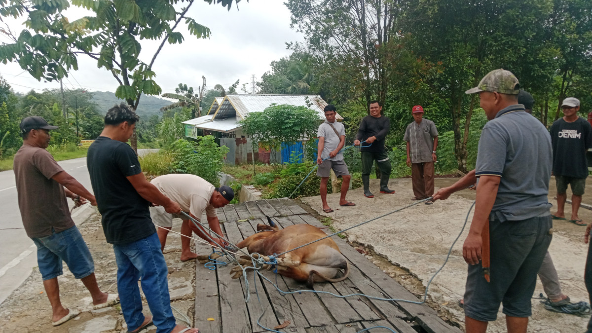 Gotong royong pemotongan hewan kurban
