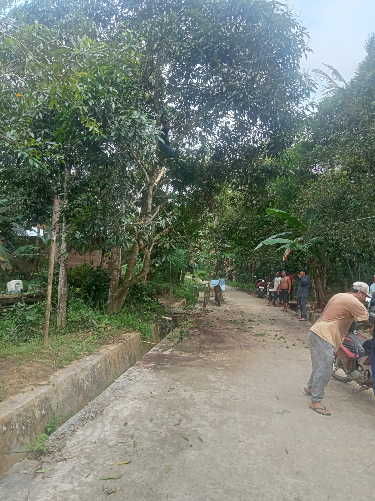 Pembersihan rumput di badan jalan