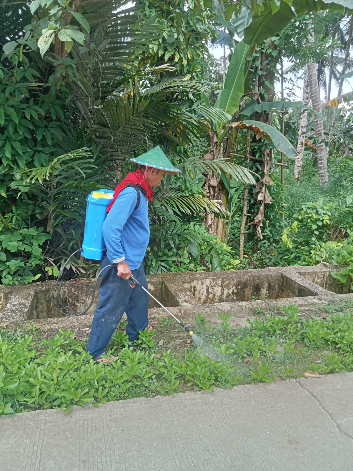 Menyemprot rumput