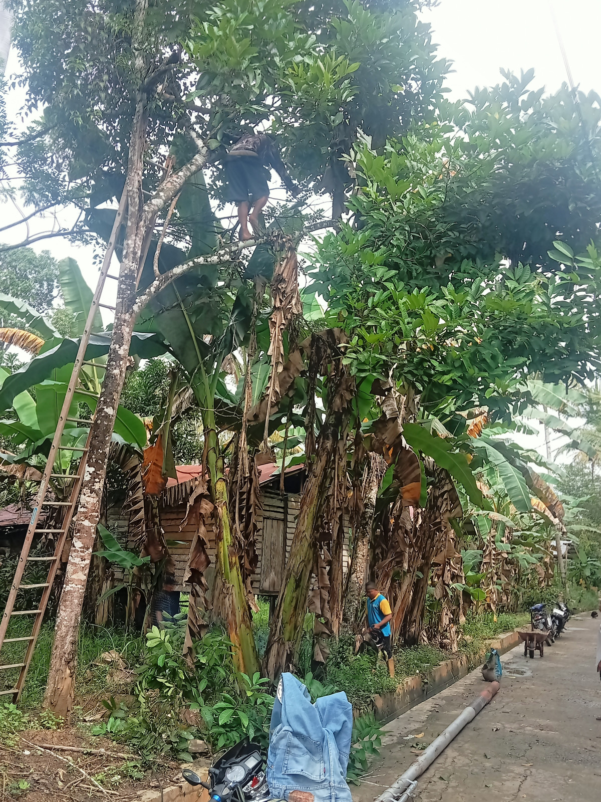 Menebang pohon