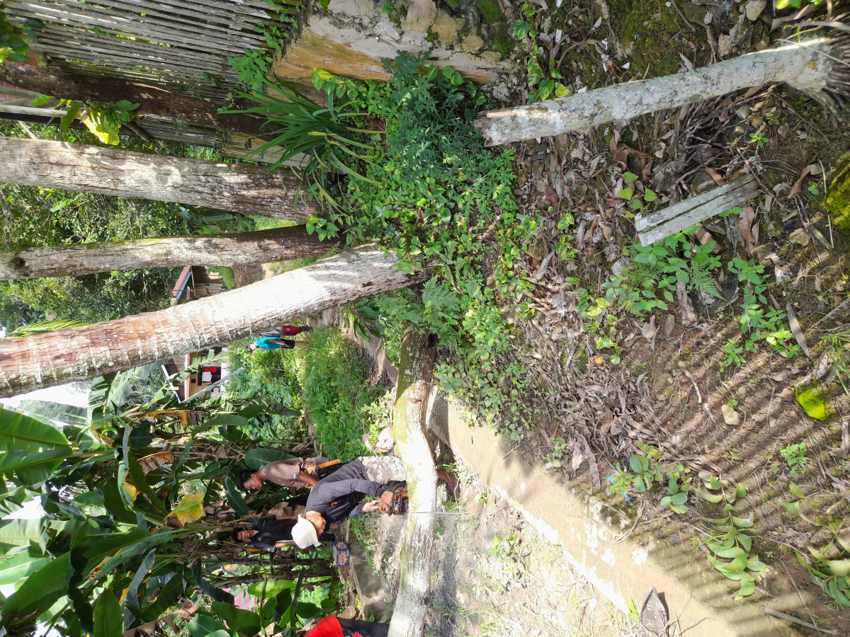 Penebangan pohon.