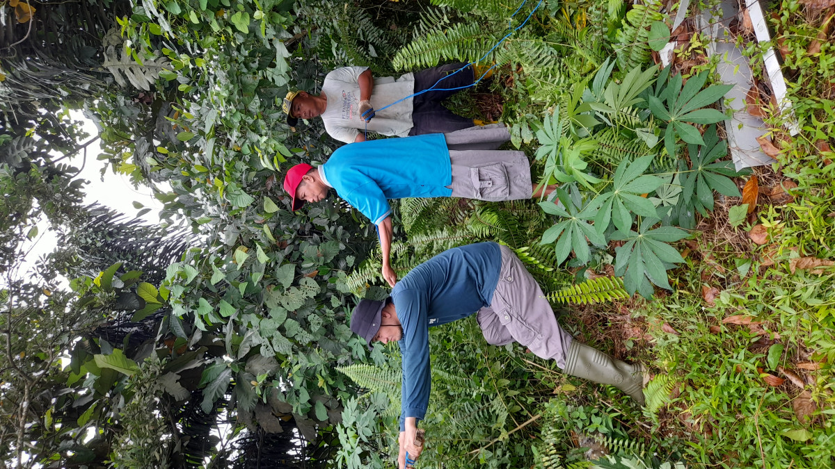 Menebang pohon