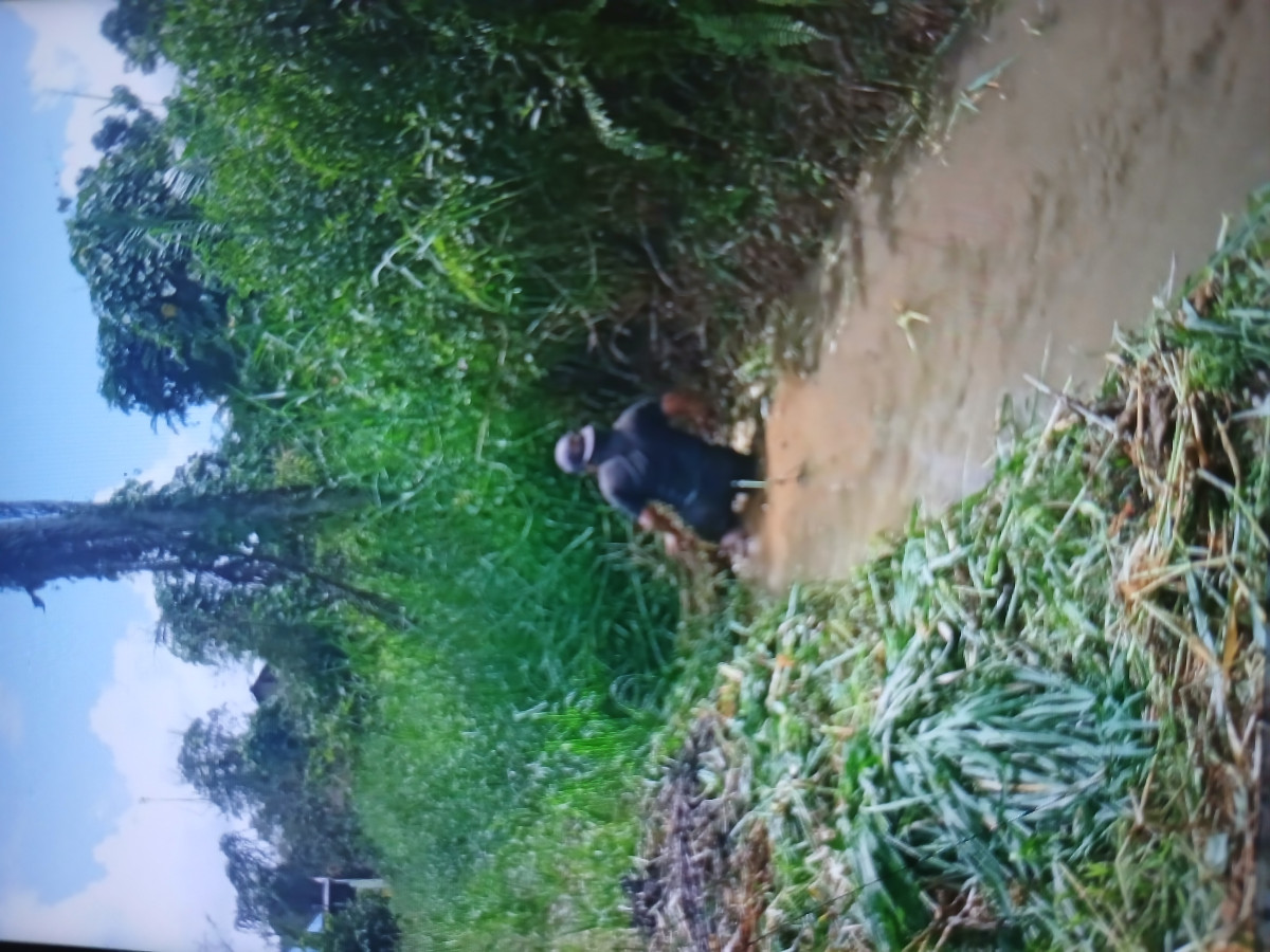 Pembersihan saluran irigasi