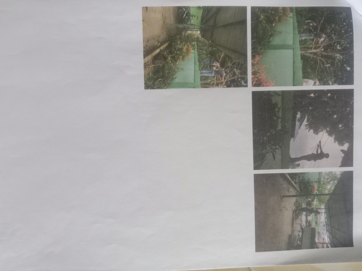 Membersihkan rumput dan memotong pohon di sekitaran masjid Ustambul Al -Misran