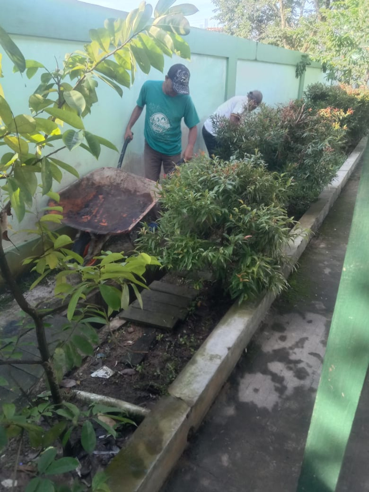 Kerja bakti membersihkan rumput dan menge cat ulang pagar tembok masjid