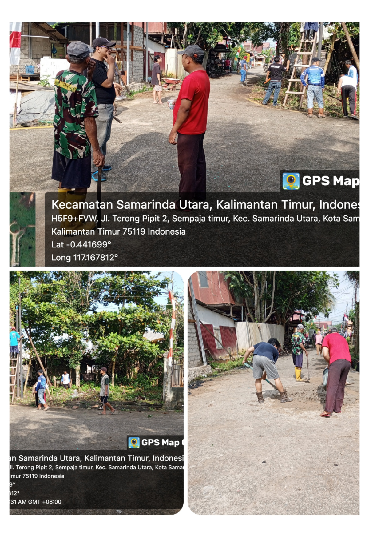 Penebangan pohon terong Pipit 2