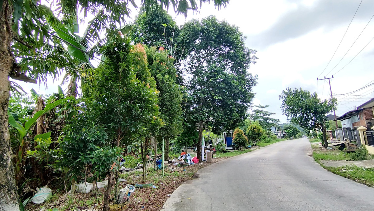 Penebangan beberapa pohon (Nangka, pucuk merah, dll) di jalan poros perumahan lingkungan RT21 kelurahan Sambutan