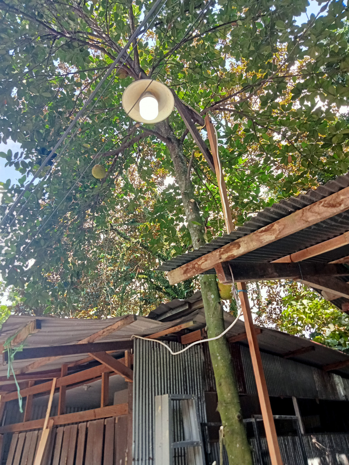 Tebang pohon dan bersih lingkungan
