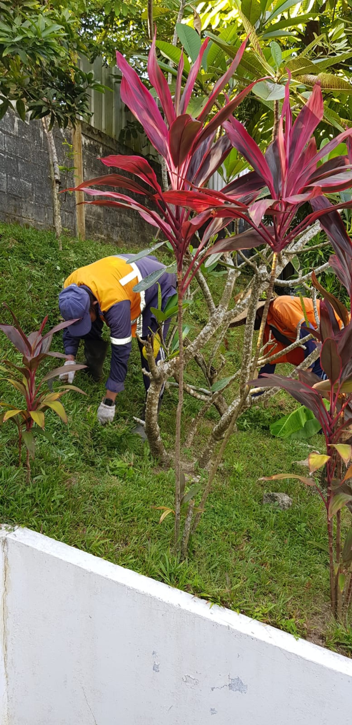 Pembersihan taman komplek pelita 1