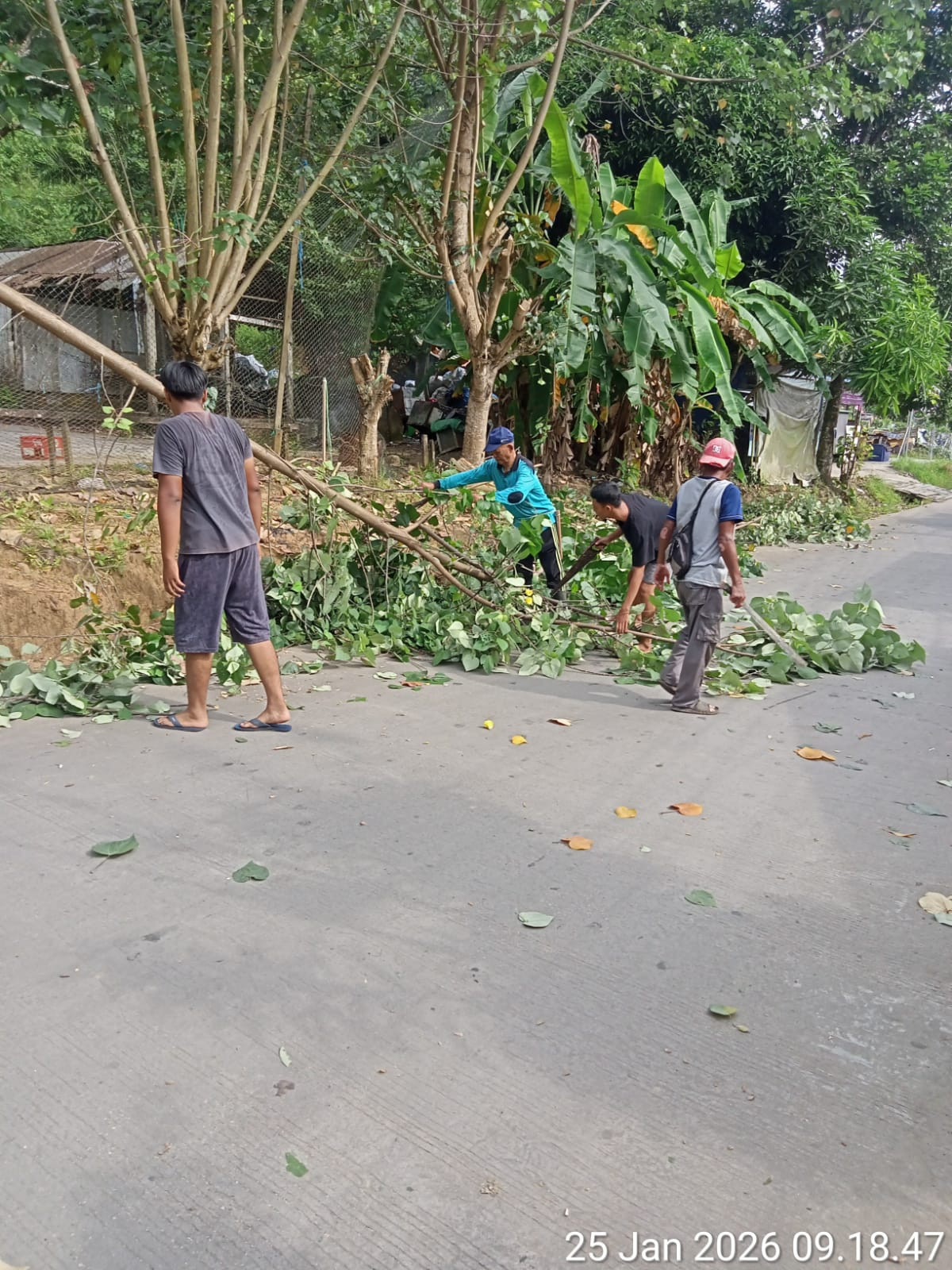 Pemangkasan dahan pohon