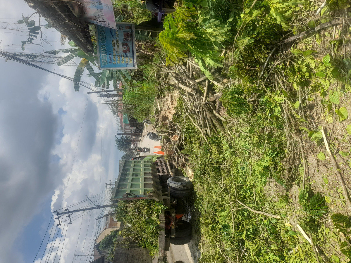 Gotong royong dan pemangkasan pohon