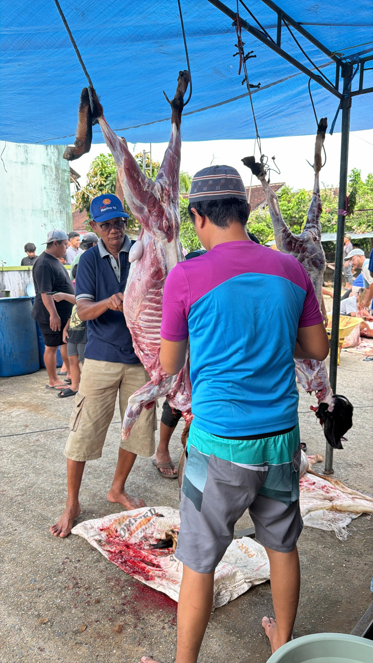 Penyembelihan hewan qurban